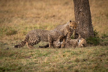 Three cheetah cubs wrestling beside tree trunk