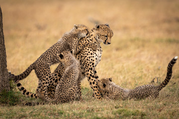 Three cubs play with cheetah in grass © Nick Dale