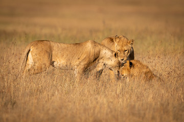 Three lions nuzzling one another in grass