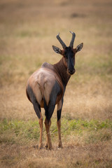 Topi on grassland looking back at camera
