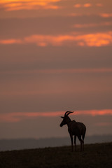 Topi in silhouette at sunset on horizon