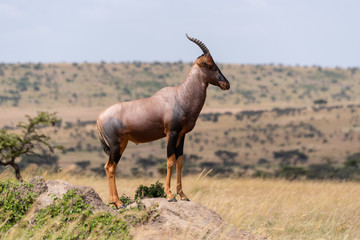 Topi stands on rock in grassy plain