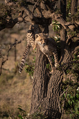 Two cheetah cubs climbing tree in sunshine