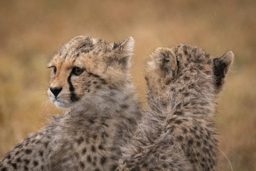 Two cheetah cubs face in opposite directions