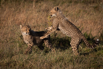Two cheetah cubs play fighting on grass