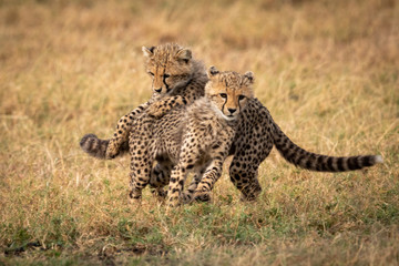 Two cheetah cubs play fighting in grass