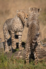 Two cheetah cubs play fighting on logs