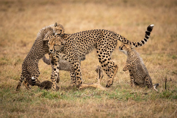 Two cheetah cubs playing with their mother