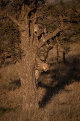 Two cheetah cubs playing together in tree