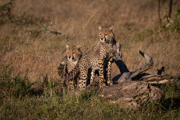 Two cheetah cubs stand on dead branch