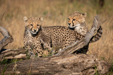Two cheetah cubs standing behind dead log