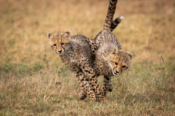 Two cheetah cubs tangled together while running