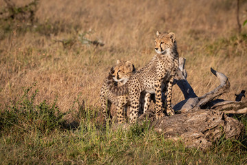 Two cheetah cubs stand on dead log