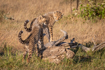 Two cheetah cubs standing on dead log