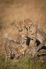 Two cheetah cubs watch another bite log