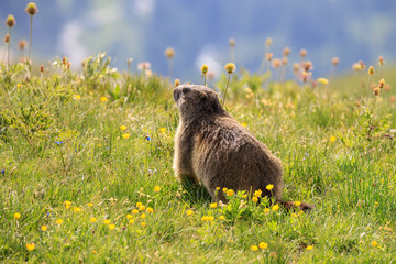 marmotta nel parco nazionale del Gran Paradiso