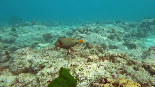 Orange-Lined Triggerfish on coral reef in Andaman sea, Thailand