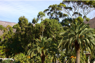 Naklejka premium Palms and other trees in a tropical climate, Gagra, Abkhazia