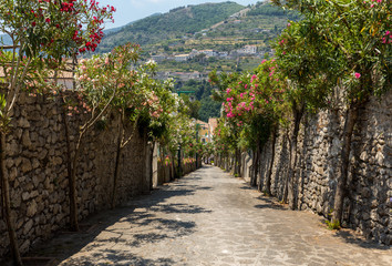 A narrow steep street with blooming oleanders in Ravello. Amalfi Coast. Italy
