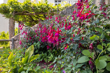 flowers of red dipladenia mandevilla  in garden
