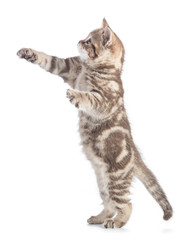 kitten profile standing and looking up with raised paws isolated