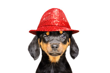 Portrait of a funny winking puppy in a red hat isolated on white background