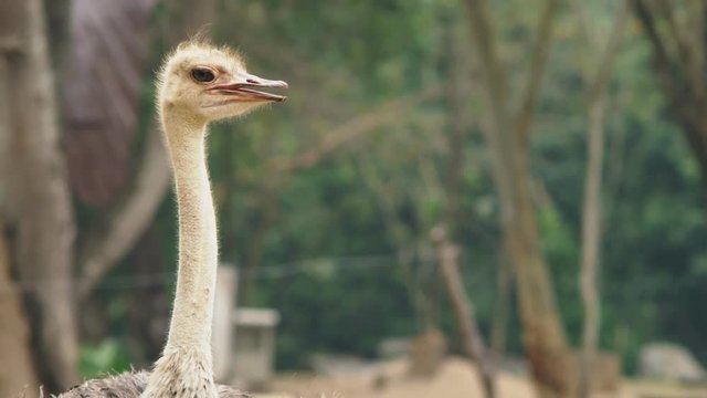 ostrich head close-up. portrait of emu african in the wild