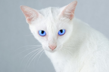 White kitten Portrait of Pure White Cat with blue eyes on Isolated Background, front view