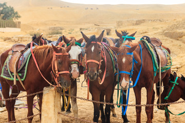 Saddled horses in Arabian desert, Egypt