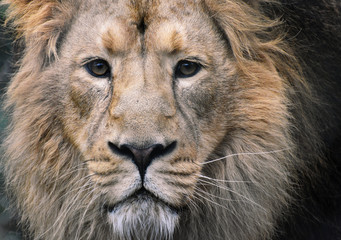 Male Asiatic Lion Close Up of Face with eye contact
