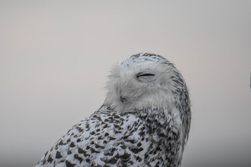 Snowy Owl - Westport, MA