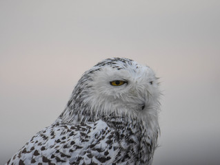Snowy Owl - Westport, MA