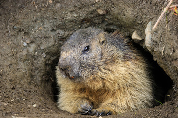 marmotta nel parco nazionale del Gran Paradiso