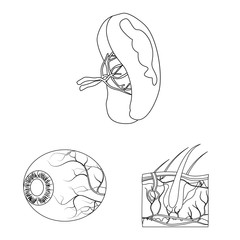 Vector illustration of body and human logo. Collection of body and medical stock vector illustration.