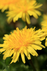 たんぽぽ　タンポポ　タンポポ満開　タンポポアップ