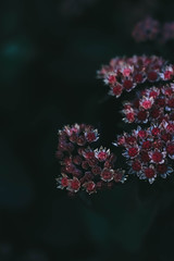 Small pink flowers on dark background
