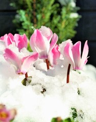 雪の日の庭の花、シクラメン