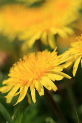 たんぽぽ　タンポポ　タンポポ満開　タンポポアップ