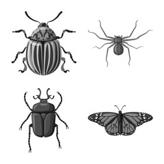 Vector design of insect and fly sign. Collection of insect and element stock vector illustration.