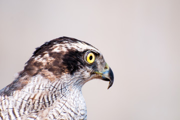Sharp eye of the Falcon 