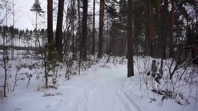 Driving through the winter forest