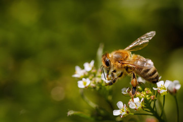 Bee on a white flower collecting pollen and gathering nectar to produce honey in the hive