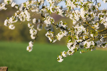Kirschbaumblüte