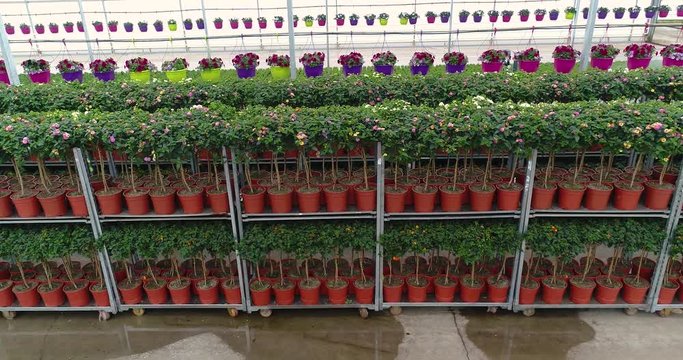 Rows of flowers in pots in a greenhouse, growing flowers in a greenhouse, many colorful plants, growing plants of ornamental plants, colorful flowers in a bright greenhouse