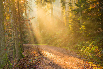 sun rays in a forest