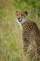 Naklejka premium Cheetah (Acinonyx jubatus). South Africa