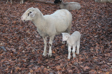 Mutterschaf mit Lamm