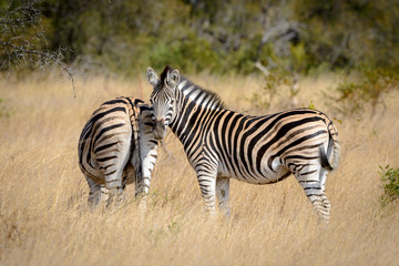 Fototapeta na wymiar Plains zebra (Equus quagga, formerly Equus burchellii), or common zebra, Burchell's zebra, or quagga. South Africa