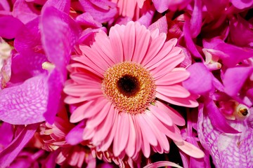 Sweet pink Gerbera flower blossom in a florist bouquet to decoration a beautiful room for background texture 