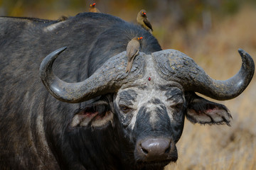 African buffalo or Cape buffalo (Syncerus caffer) and red-billed oxpecker (Buphagus erythrorhynchus). South Africa
